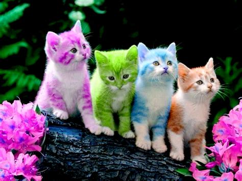 wallpaper katten|kitten wallpaper for laptop.